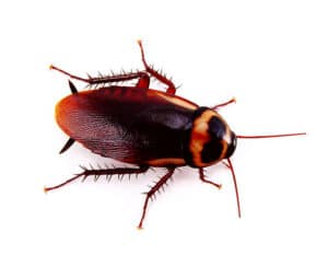 Infestazione scarafaggi