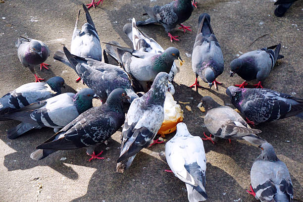Dissuasori Piccioni: le soluzione contro uccelli molesti!