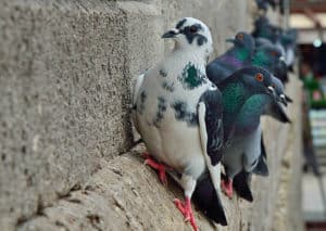 Dissuasori Piccioni: le soluzione contro uccelli molesti!