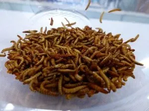disinfestazione farfalline del cibo Bari