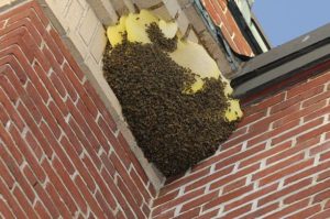 prevenzione nido di vespe e calabroni