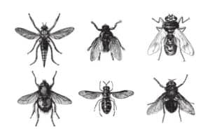 riconoscere le mosche 