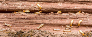 riconoscere le termiti del legno