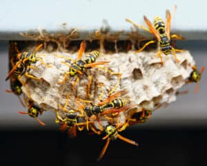 rimozione nidi di vespe e calabroni