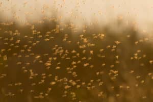 Scopri di più sull'articolo Cosa attira i moscerini in casa?