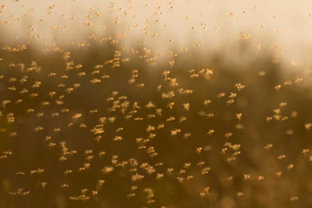 Al momento stai visualizzando Cosa attira i moscerini in casa?