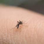 Cosa fare per prevenire infestazioni di zanzare?