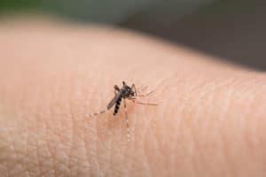 Scopri di più sull'articolo Cosa fare per prevenire infestazioni di zanzare?
