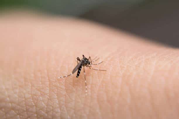 Al momento stai visualizzando Cosa fare per prevenire infestazioni di zanzare?