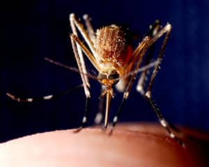 prevenzione e contenimento zanzare Bari 