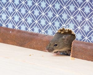 vie d'accesso topi in casa