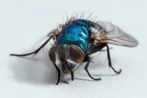 Scopri di più sull'articolo Perché non riesco ad allontanare le mosche?