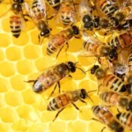 Come tenere le api lontane?