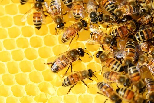 Al momento stai visualizzando Come tenere le api lontane?