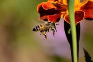 differenza api e vespe