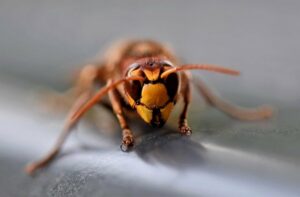 Come evitare punture di vespe 