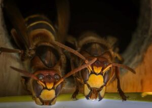 evitare infestazioni di vespe Bari 