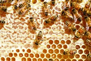 infestazione api Bari