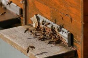 rimedi per allontanare le api Bari 