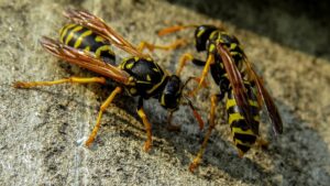 Differenze tra api e vespe 