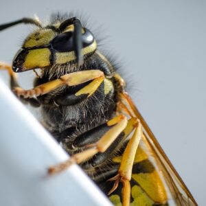 Perché le vespe pungono?