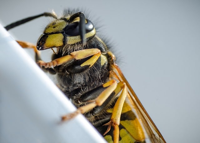 Al momento stai visualizzando Perché le vespe pungono?