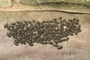 riconoscere gli psocotteri Bari